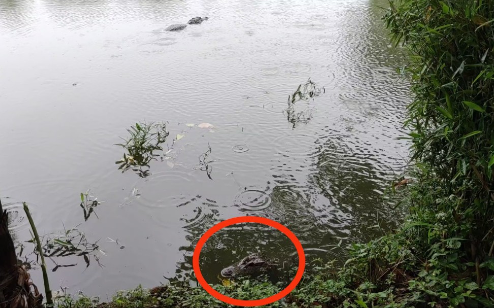 [图]大张龙欺负二龙，后来对骂——野生扬子鳄张龙日常 护鳄世家