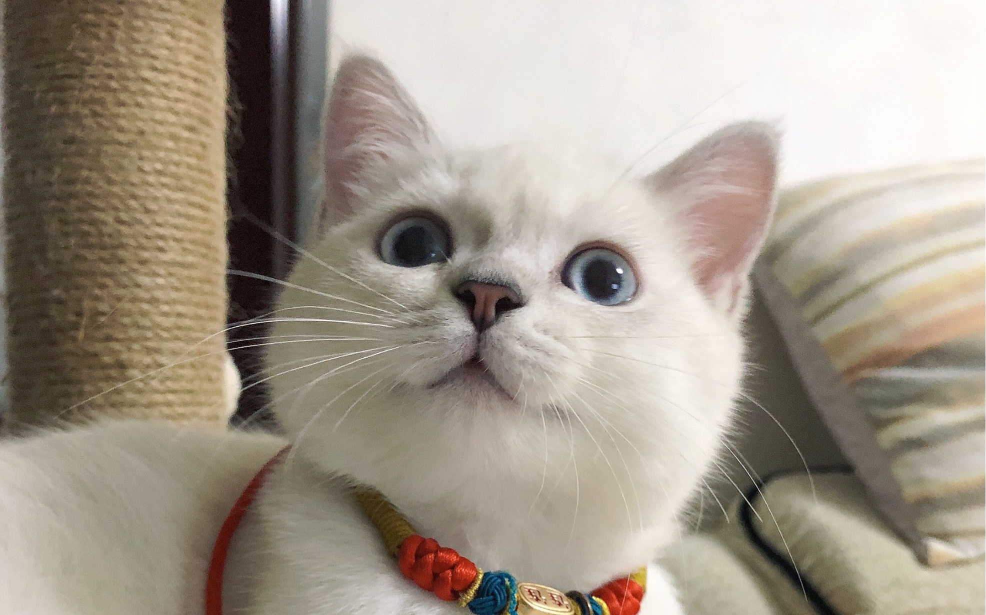 强迫帮助,小猫咪一脸开心表示要弹一曲感谢铲屎官