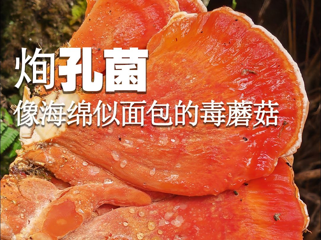 像海绵似面包的毒蘑菇:㶷孔菌哔哩哔哩bilibili