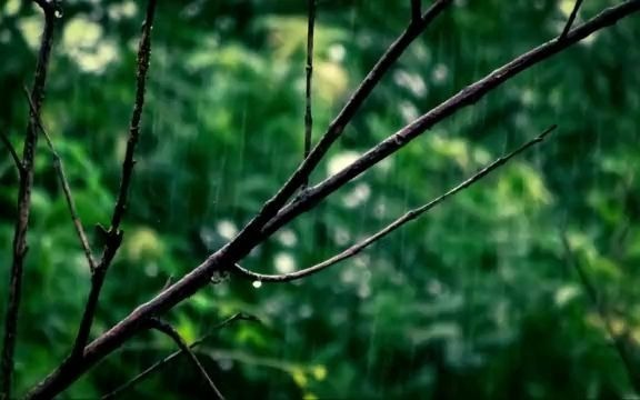 解压助眠下雨声,森林雨落下的声音,白噪音下雨声哔哩哔哩bilibili