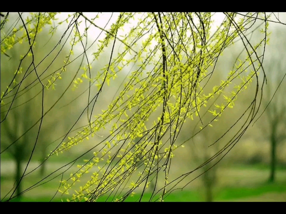 柳树的发芽过程图解图片