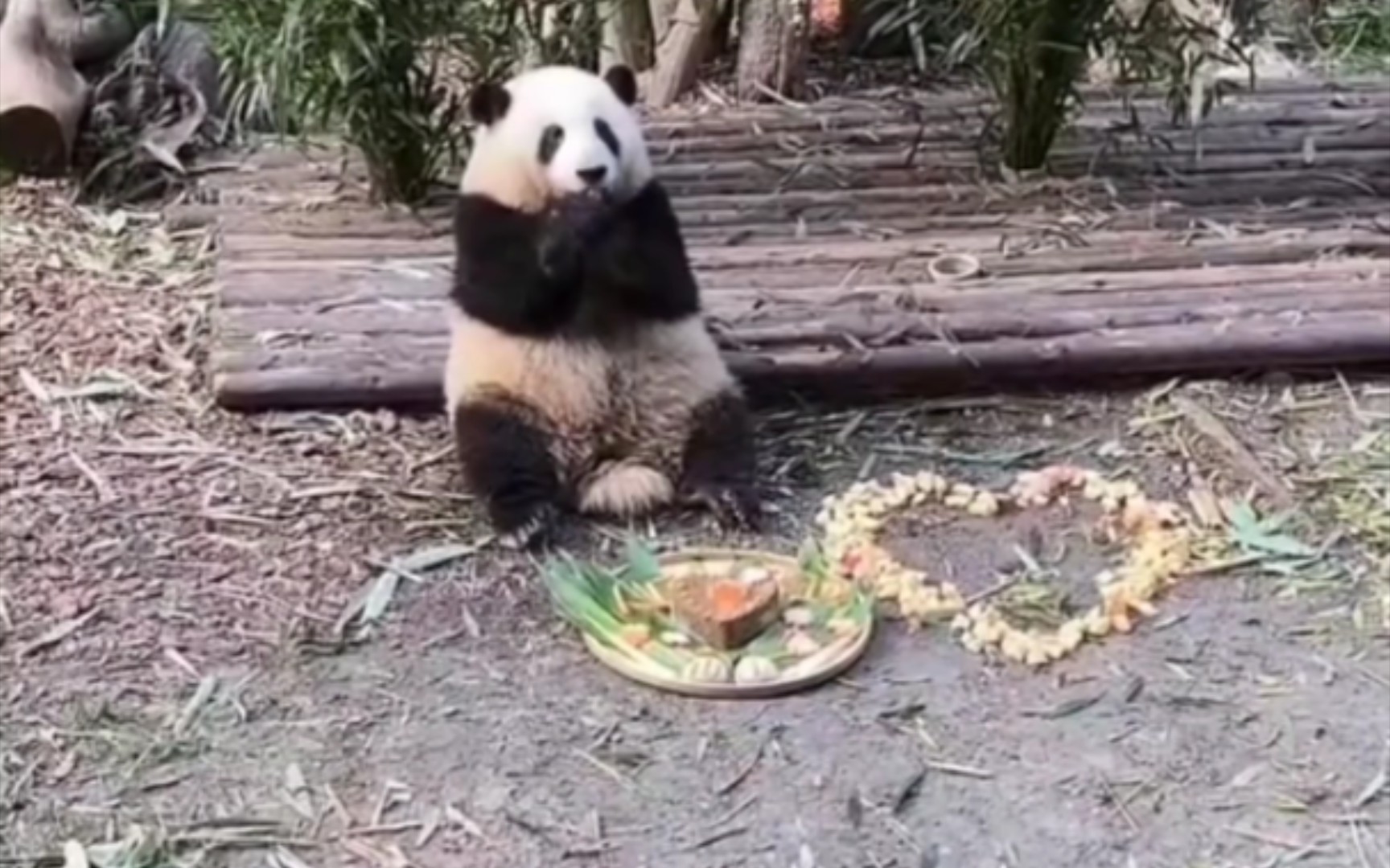 [图]花花生日快乐！谭爷爷为花花准备好了丰富的生日礼物【大熊猫和花】