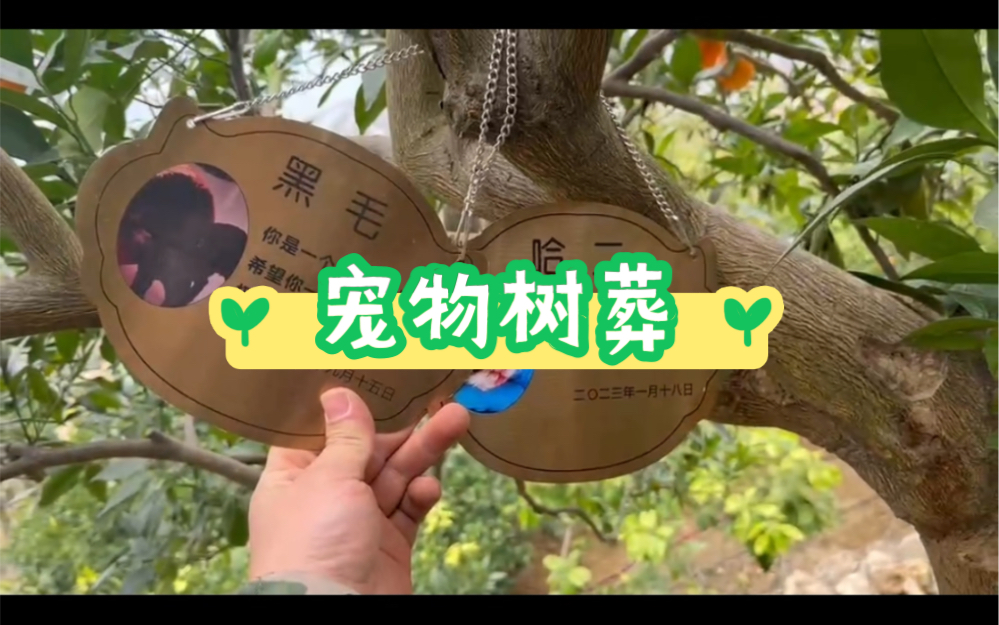 什么是宠物树葬?