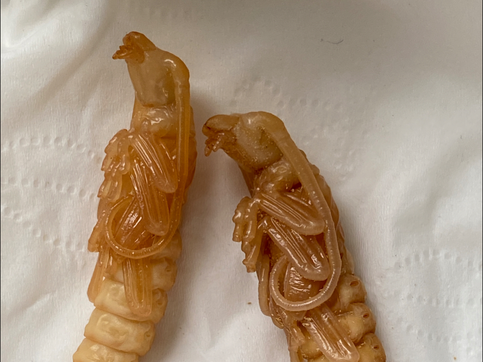 像怪物一样的天牛蛹