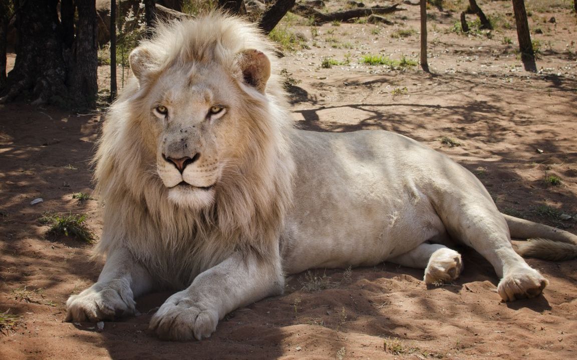自然传奇 白狮历险记