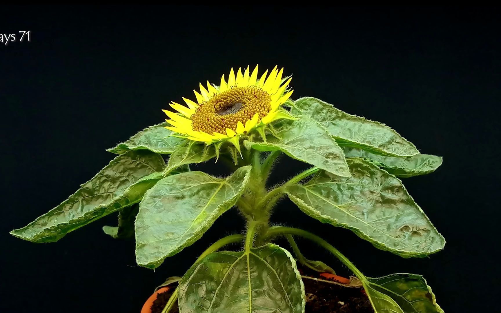 42天延时摄影记录向日葵的生长_哔哩哔哩 (゜-゜)つロ 干杯~-bilibili