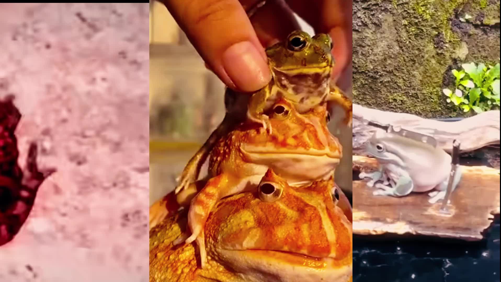 《妙木山の蛤蟆》