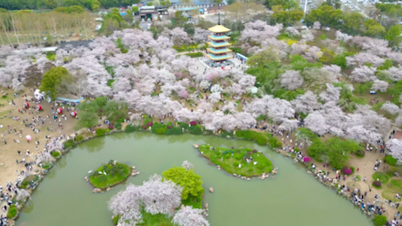 航拍武汉东湖樱花园,风景优美……哔哩哔哩bilibili