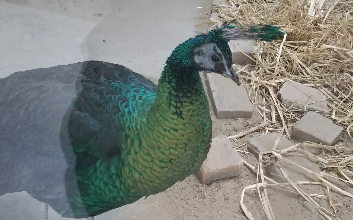 【蓝绿杂交孔雀】北京动物园的杂交孔雀