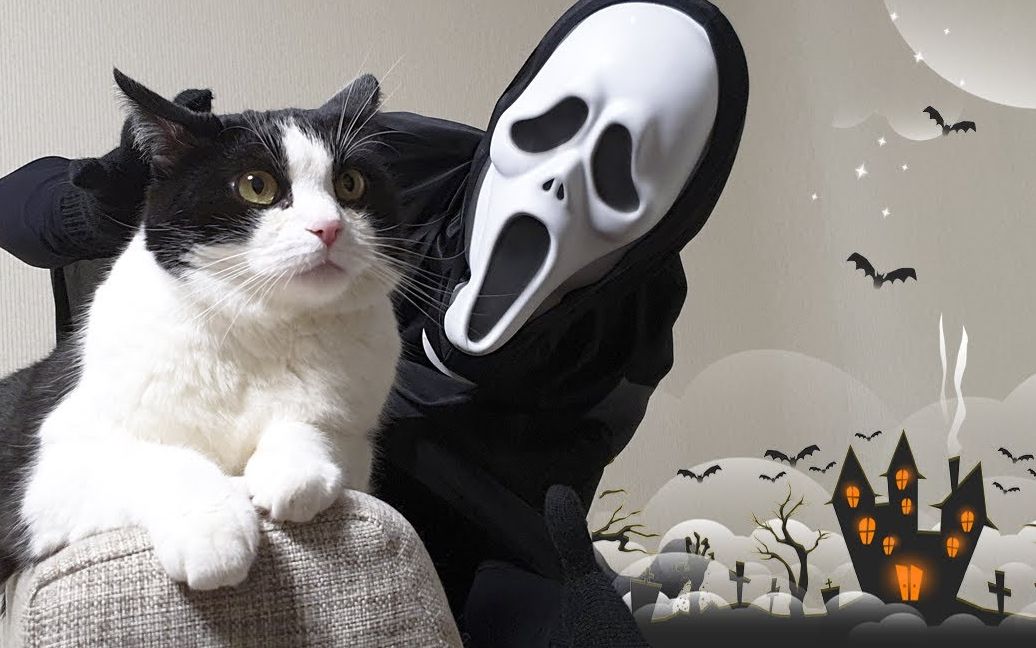 主人扮鬼脸偷偷进猫屋,小猫会有什么反应?