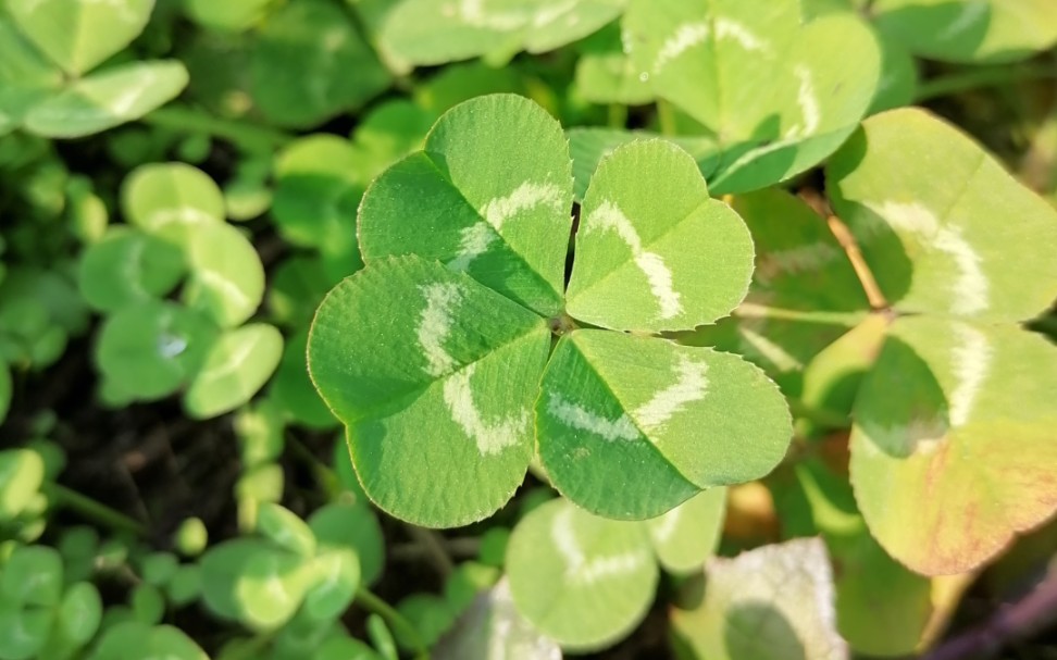 七叶草图片功效(七叶草图片功效大揭秘,美白祛斑,抗氧化,提高免疫力)