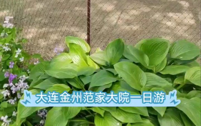 大连金州范家大院一日游哔哩哔哩bilibili