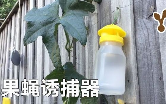 果蝇诱捕器 Fruit fly trap 安装和初步测试哔哩哔哩bilibili