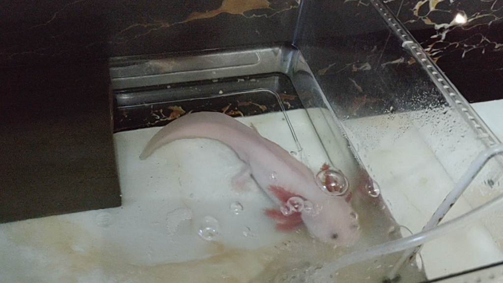 美西螈第一七九天