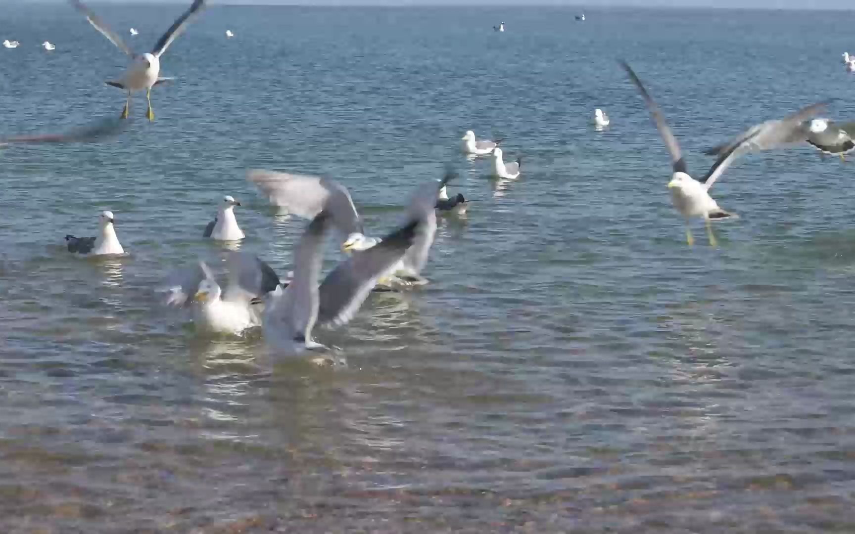 [图]海鸥大海飞翔鸥