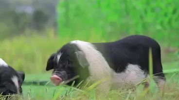 [图]宁乡花猪十个月生长周期，自然培育，美味天成！