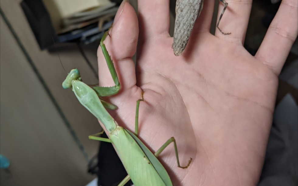 宽背斧螳吃飞蝗