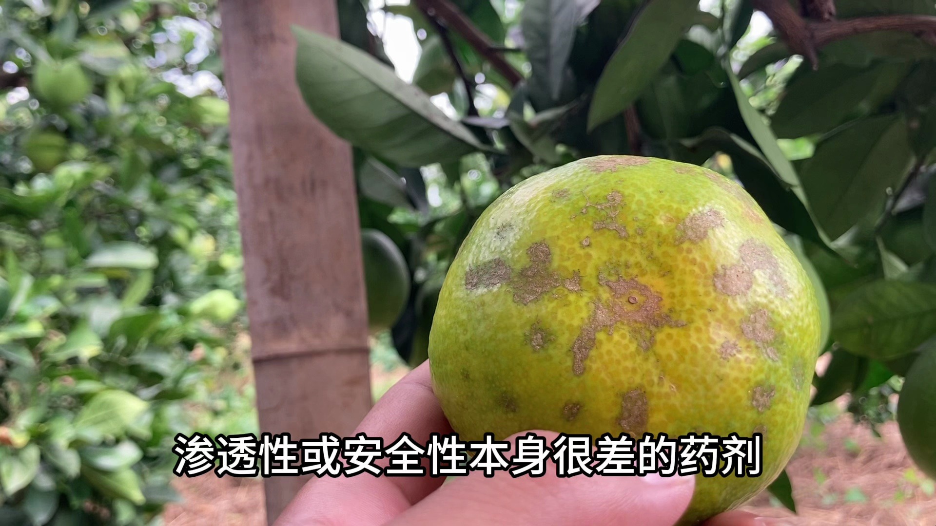 你能判断出柑橘果实具体的药害类型吗?