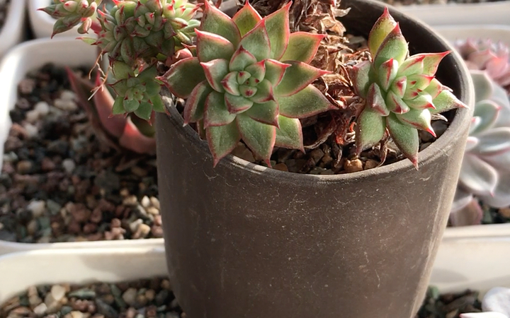 多肉植物 流星雨 东云和爪类的杂交品种