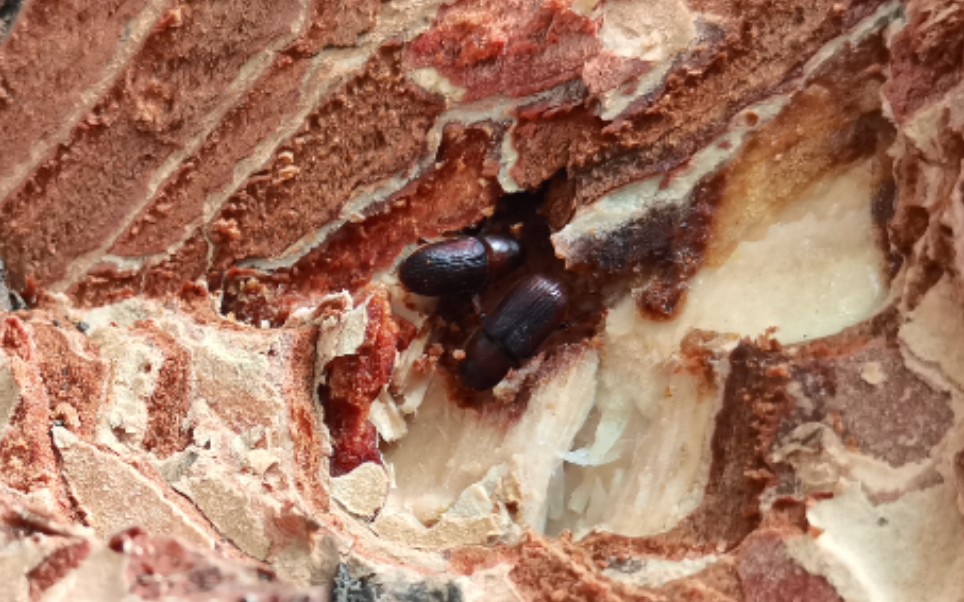 红脂大小蠹-山西最著名的外来入侵害虫_哔哩哔哩_bilibili