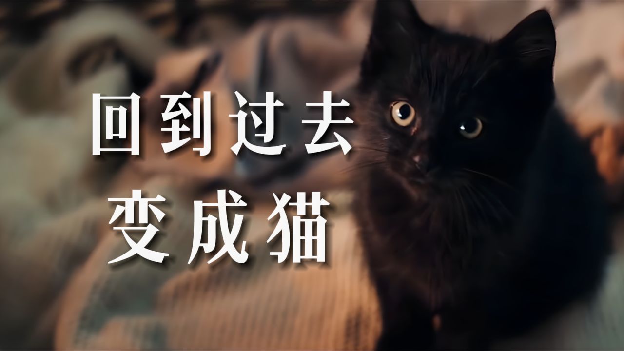 《回到过去变成猫》这本书,究竟讲了个什么故事?哔哩哔哩bilibili