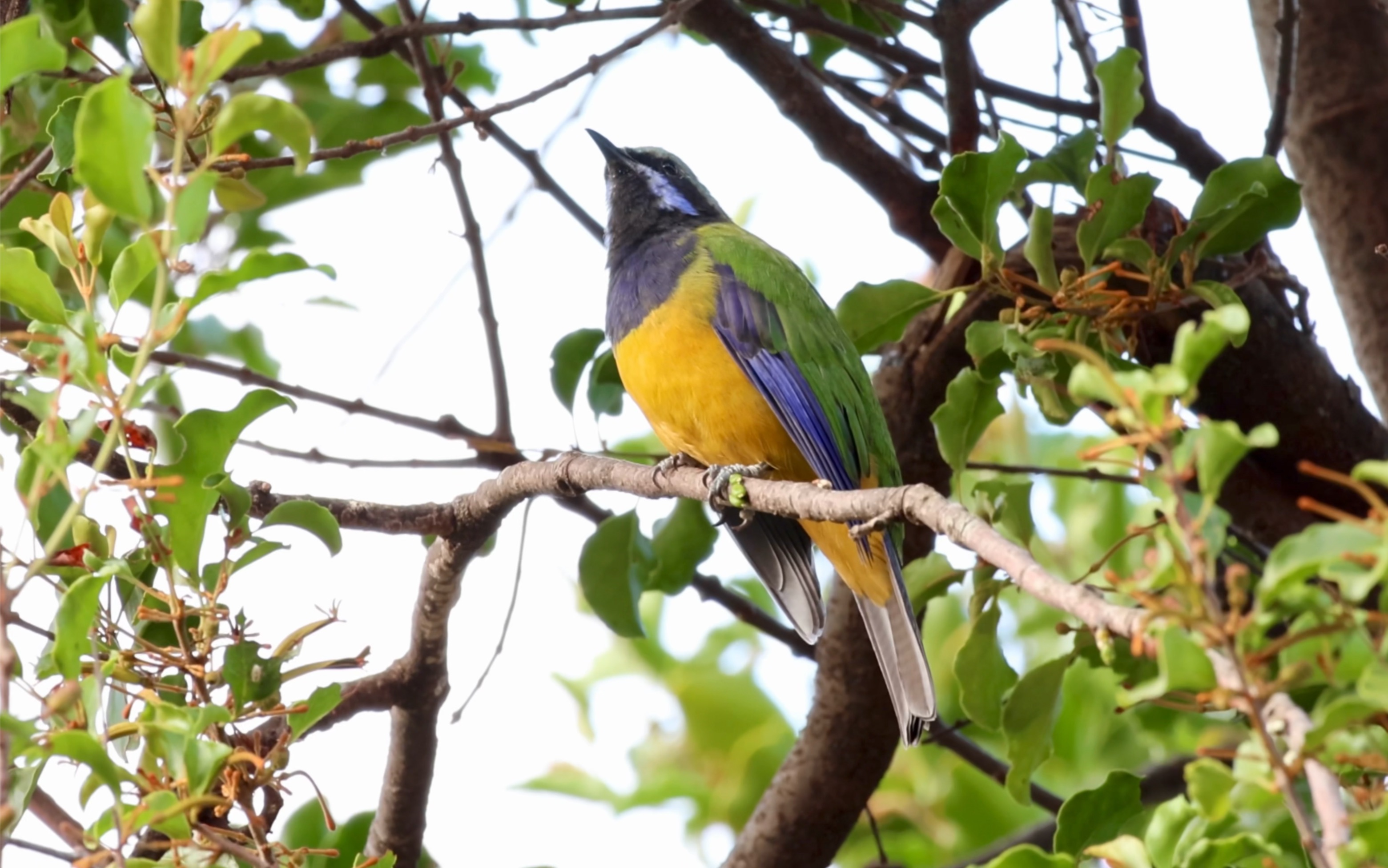 橙腹叶鹎宣示自己的领地
