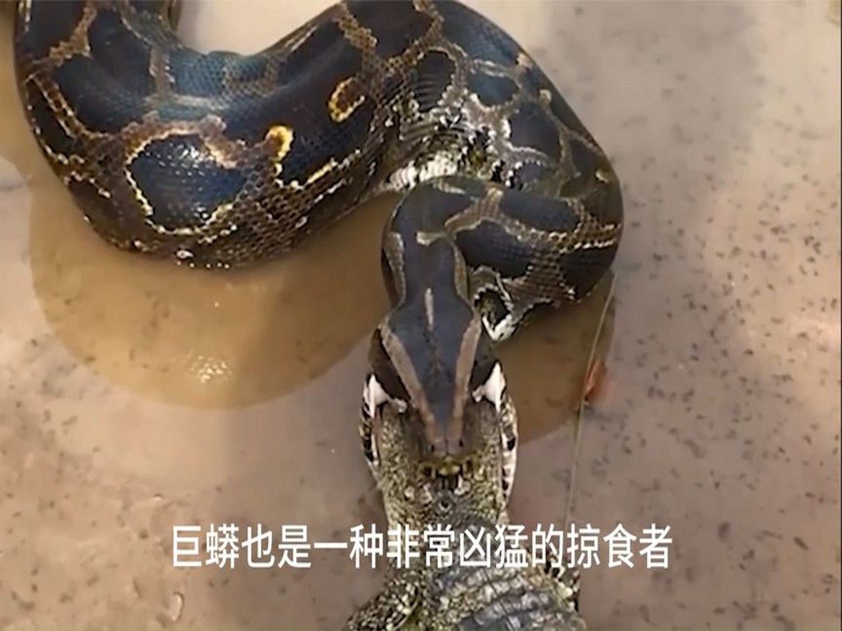 生死搏斗:鳄鱼与巨蟒的血腥决斗,当鳄鱼碰到巨蟒他们会怎样
