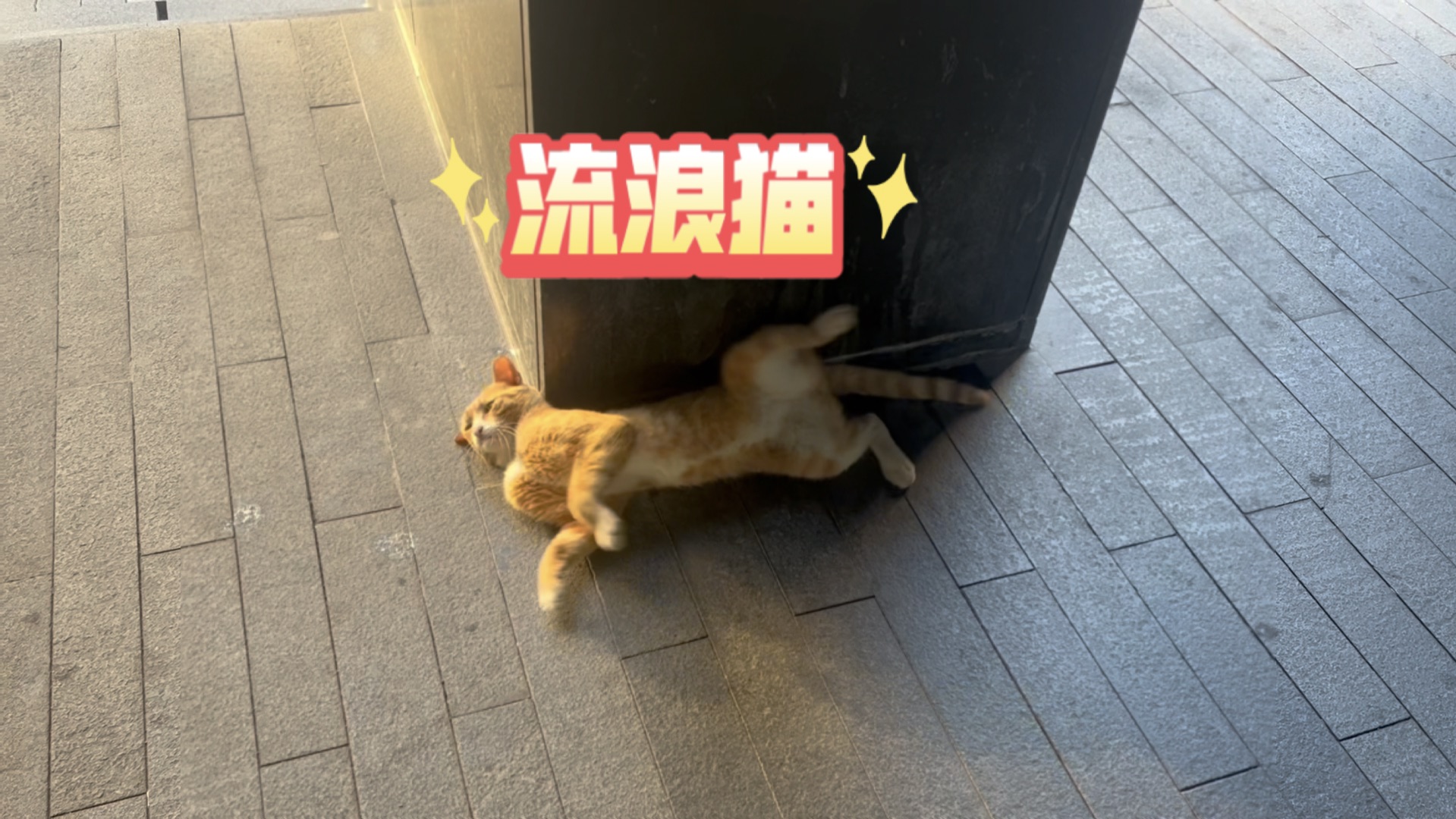流浪小猫夕阳下伸懒腰打滚