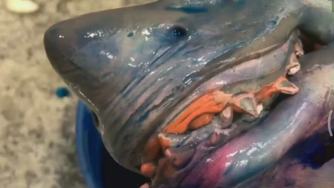 ins上的鲨臂合集2