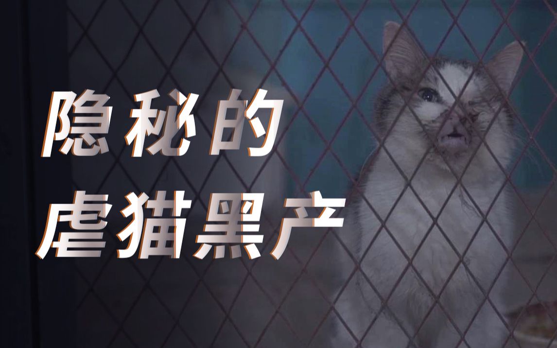 揭秘虐猫黑产:手段极其残忍哔哩哔哩bilibili