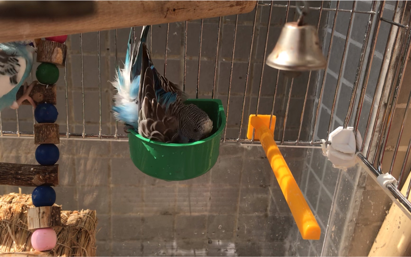 虎皮鹦鹉第一次洗澡高兴的一直唱歌快乐的冬季午后洗澡时光