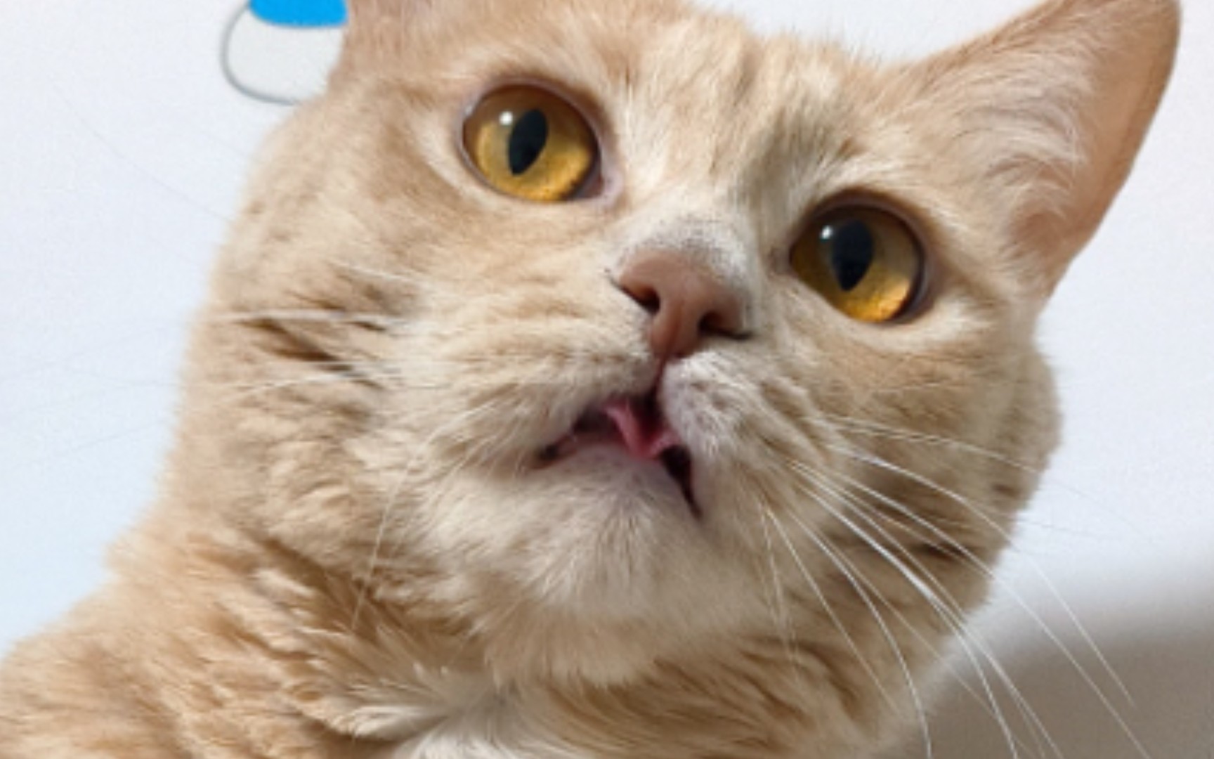 逗猫没意思,投篮真好玩.