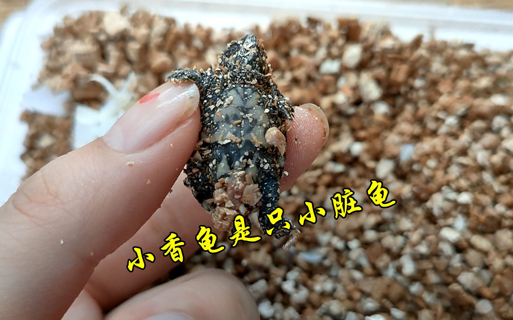 小香龟终于出壳了,满身蛭石成了一只小脏龟
