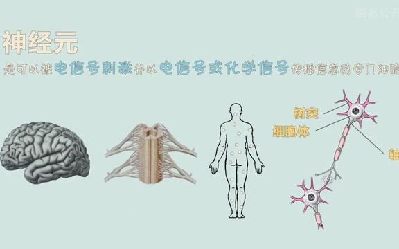 网易公开课【脑科学】哔哩哔哩bilibili