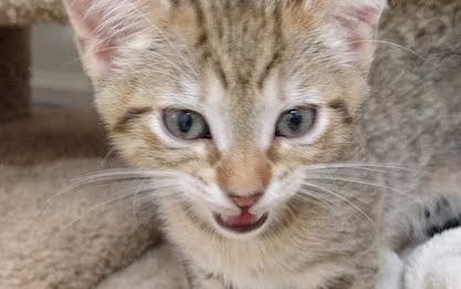 kittenacademy奶猫近距离日常下体空空