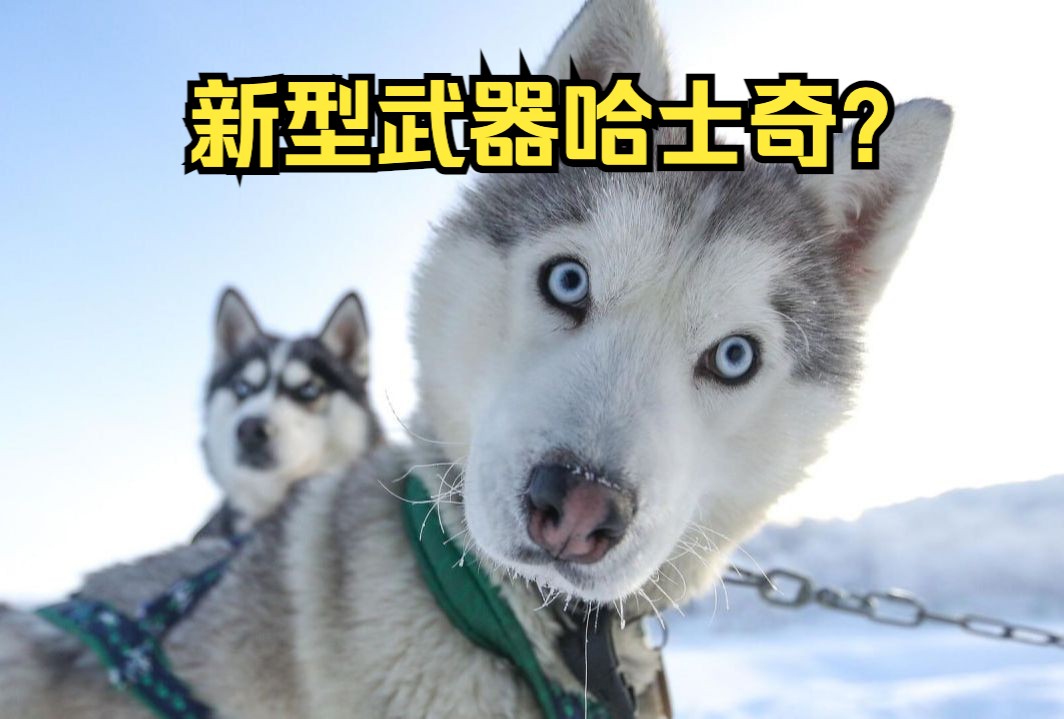 英媒:英军训练哈士奇以防与俄在北极冲突