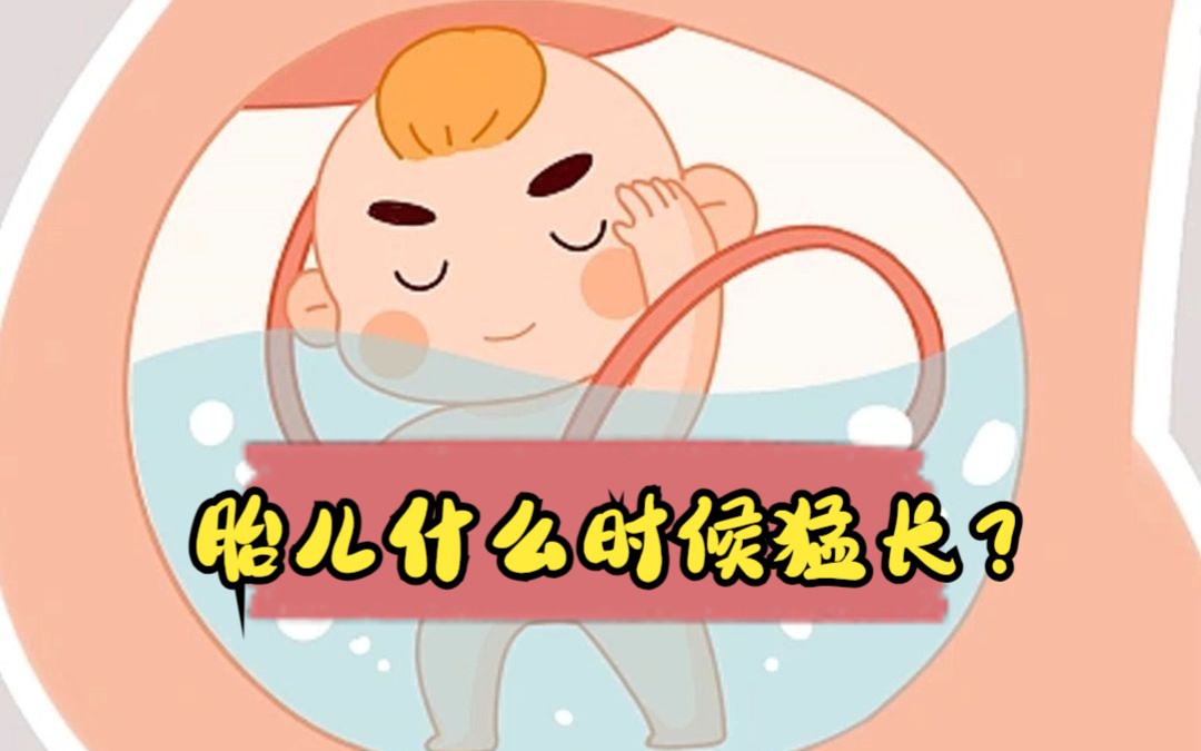 胎儿什么时候猛涨?孕妈妈要注意什么呢?哔哩哔哩bilibili