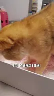 Tải video: 还好发现了，不然估计要把各人吃死，个bpl猫！