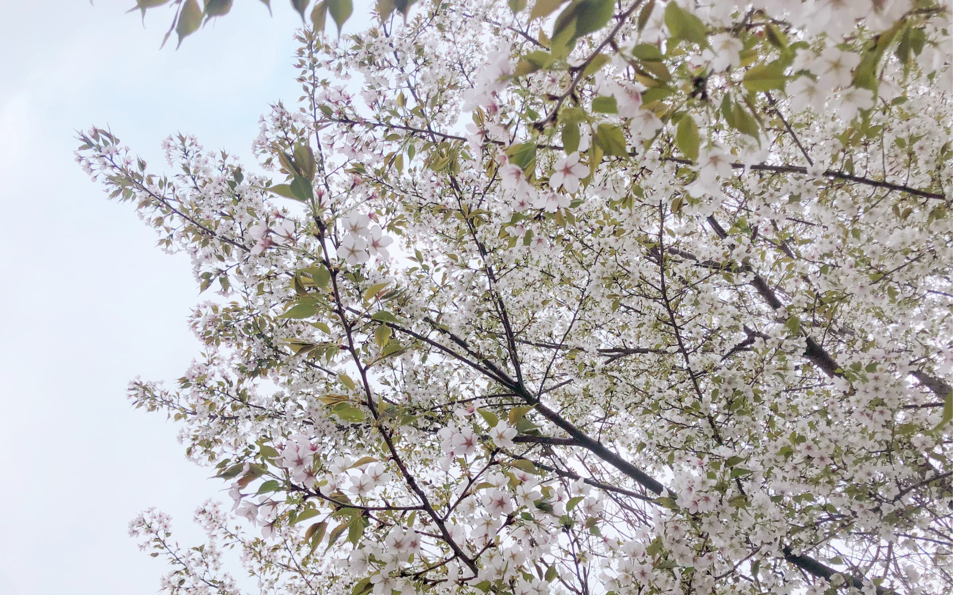 [图]梨花又开放 “遥遥洁白的树枝，花雨漫天飞扬。”，真真“淡极始知花更艳”。