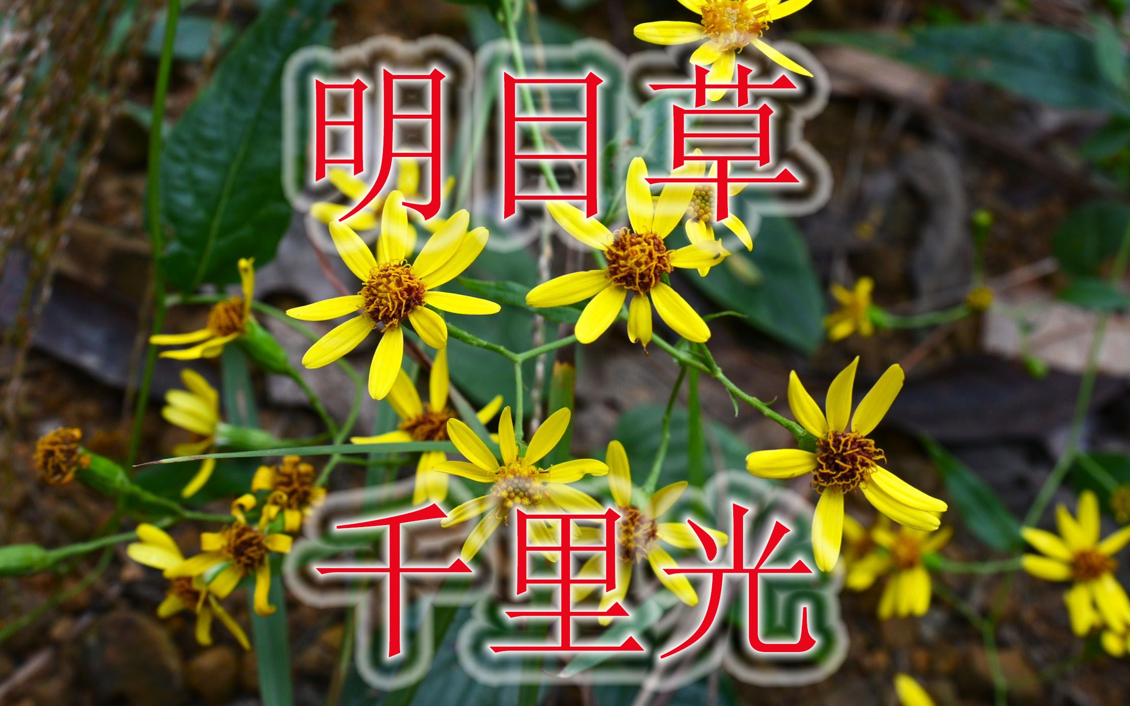 农村菊科植物“千里光”,号称“明目草”,遇见可别错过!哔哩哔哩bilibili