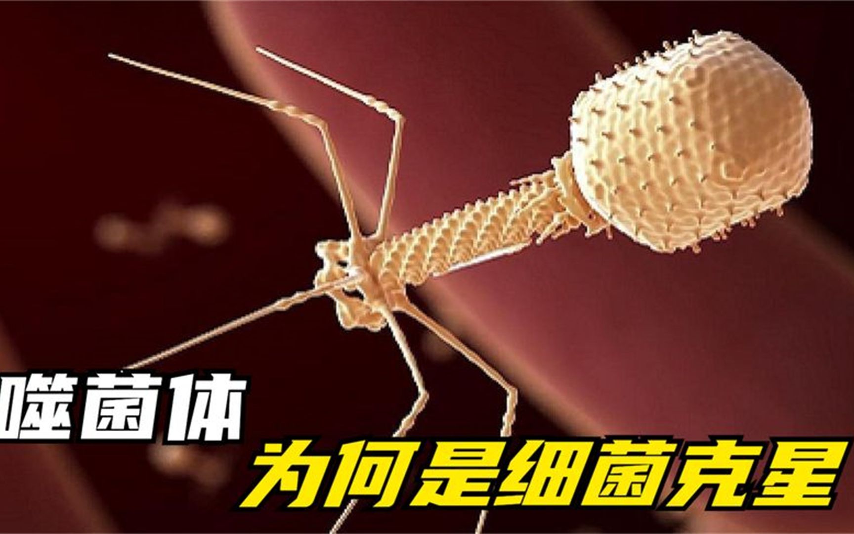 噬菌体是什么?科幻造型酷似机器人,为何说它是"细菌克星