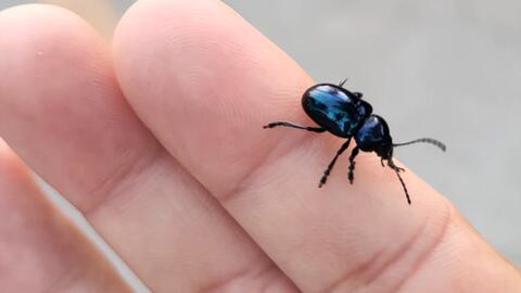 和小昆虫玩关于我把b站当云相册的日常 哔哩哔哩