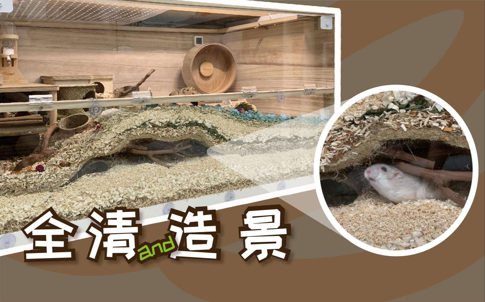 仓鼠造景时隔六个月的全清葡萄藤偷窥洞穴