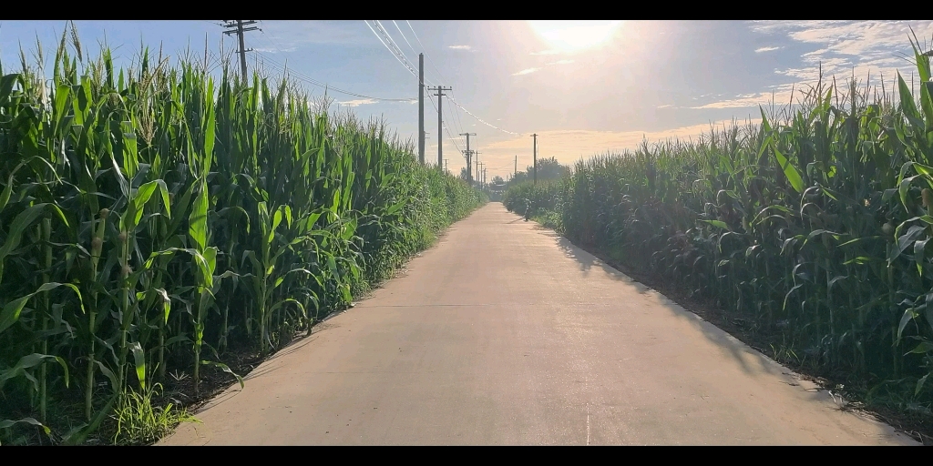 [图]向着阳光出发！蜻蜓飞舞