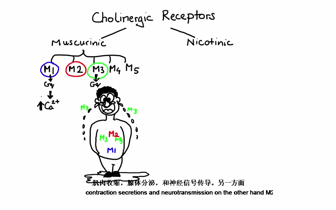 【科普】胆碱能激动剂是怎么发挥作用的哔哩哔哩bilibili
