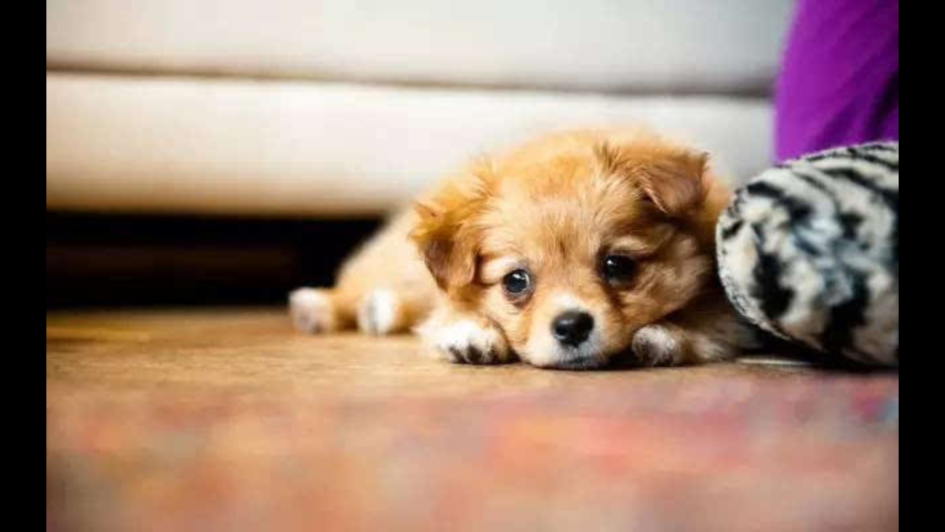 游戏狗狗摸鱼-05【原 游】