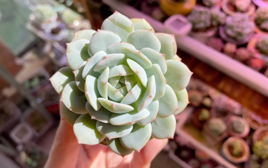 【多肉植物】劳雪