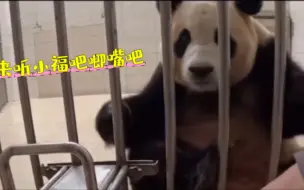 Скачать видео: 徐奶爸视角：来听听你的福猪猪吧唧嘴吧😄