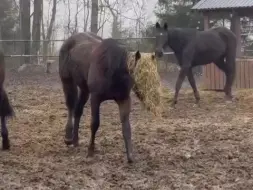 Скачать видео: 草 面 具