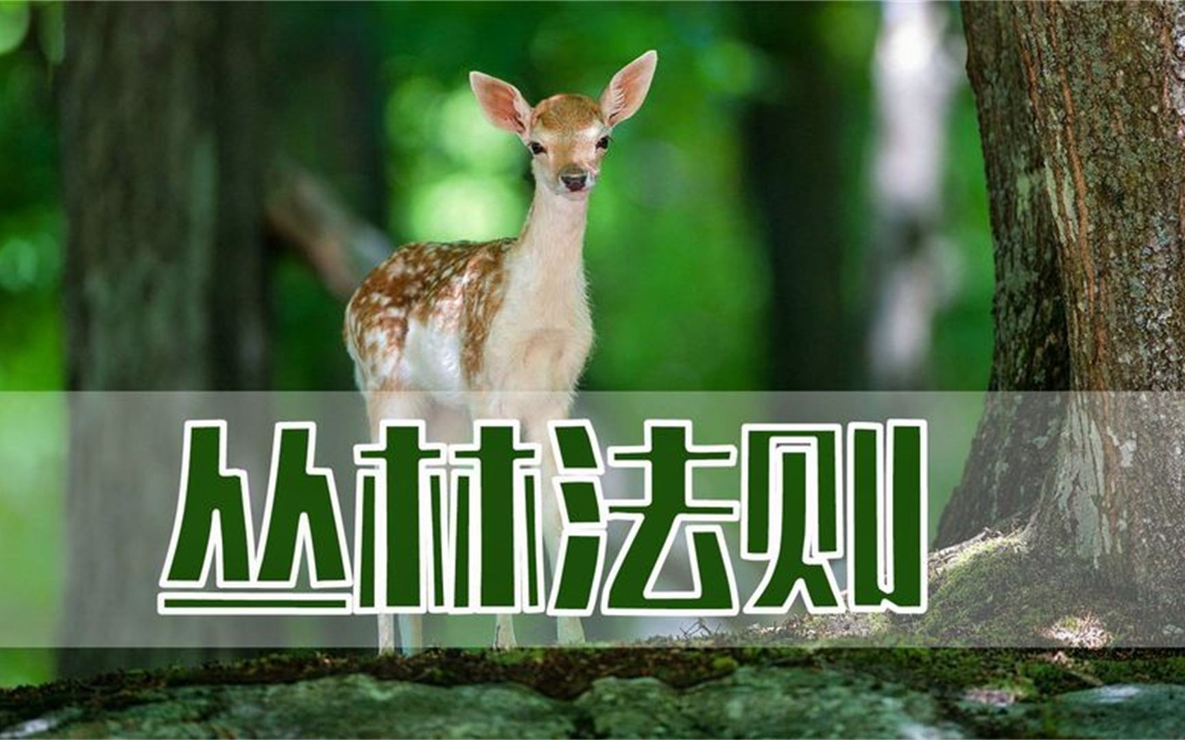 什么是丛林法则?它带给我们的启示是什么呢?